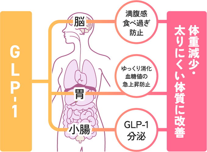 GLP-1 体重減少・太りにくい体質